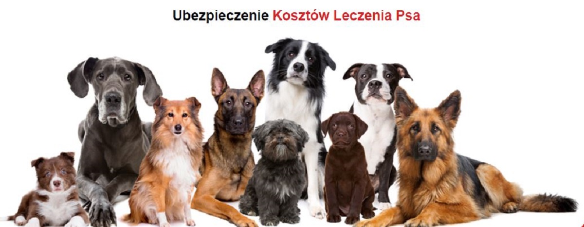 ubezpieczenie kosztów leczenia